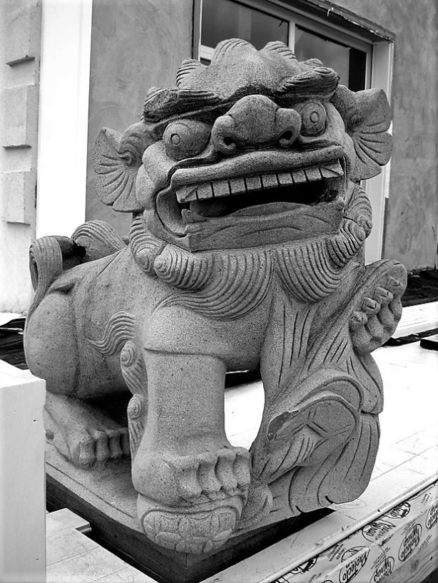 Male Imperial Lion Highland Street A (3)